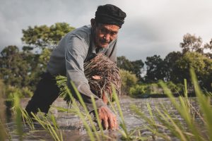 Indonesia terancam krisis petani muda